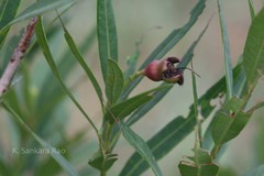 Syzygium occidentale